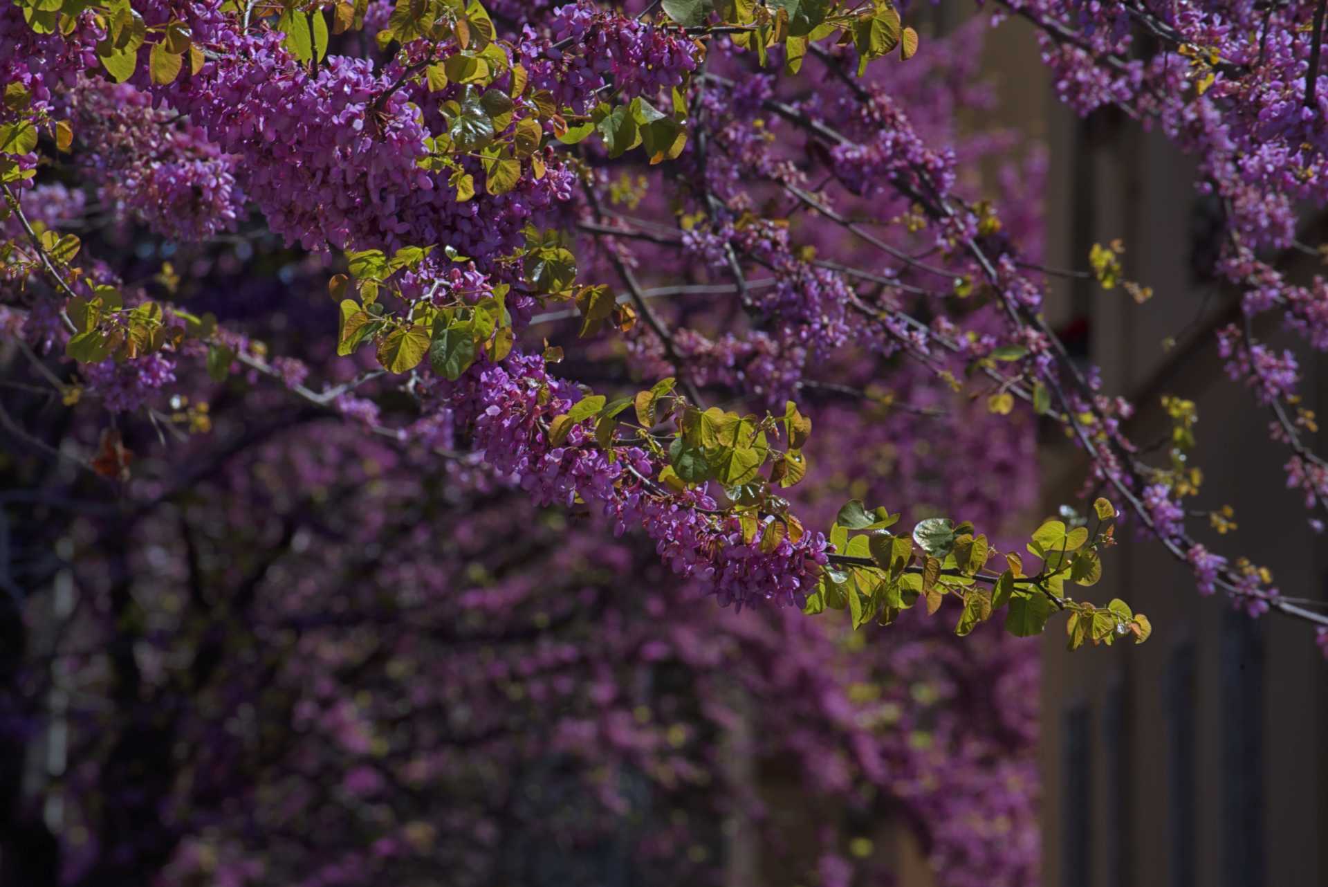 Anche Ostia ha il suo Hanami